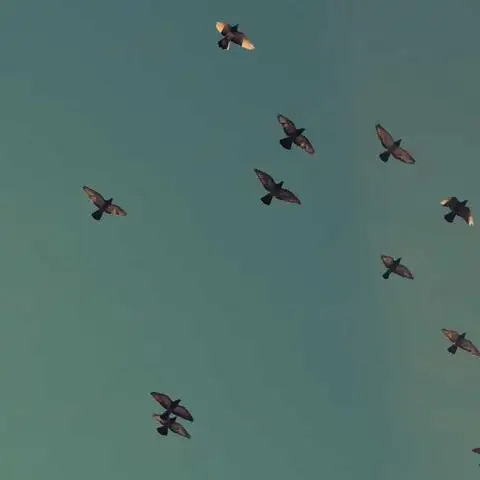 튼튼한 건강 간식 #344